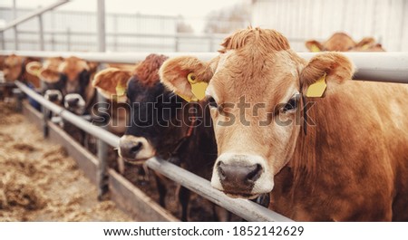 Portrait cows red jersey with automatic collar stand in stall eating hay. Dairy farm livestock industry.