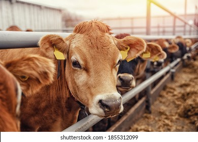 Portrait cows red jersey stand in stall eating hay. Dairy farm livestock industry. - Shutterstock ID 1855312099