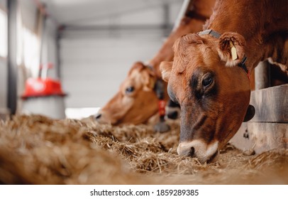 Portrait Cows Red Jersey Stand In Stall Eating Hay. Dairy Farm Livestock Industry.