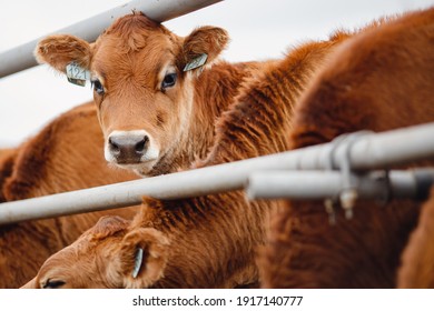 Portrait Cows Red Jersey Stand In Stall Eating Hay. Dairy Farm Livestock Industry.