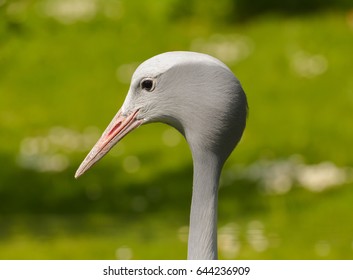 portrait of a crane