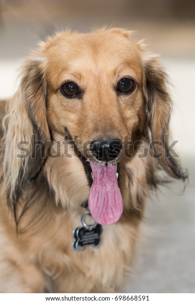 Portrait Cream Longhaired Miniature Dachshund Mouth Stock Photo