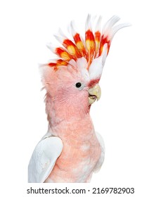 portrait of a crest spread Major Mitchell's cockatoo, Lophochroa leadbeateri, isolated on white - Shutterstock ID 2169782903