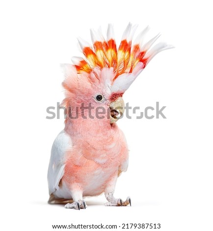 portrait of a crest spread Major Mitchell's cockatoo, Lophochroa leadbeateri, isolated on white