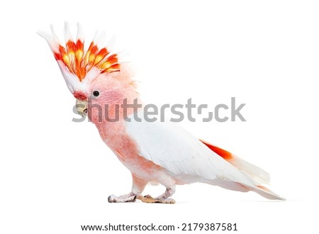portrait of a crest spread Major Mitchell's cockatoo, Lophochroa leadbeateri, isolated on white