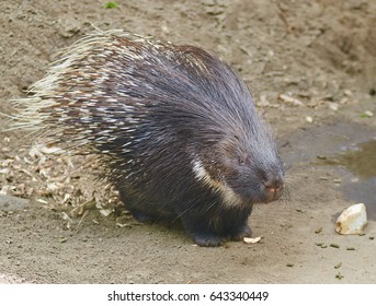 Portrait Of Crested Porcupine Close Up.