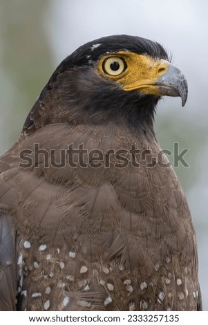 Portrait of a Crested Serpent-Eagle in natural habitat