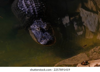 portrait of a crocodile in the water - Shutterstock ID 2257891419