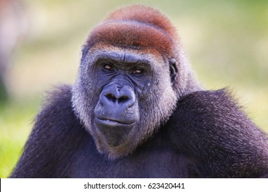 Gorilla Gorilla Diehli Bilder Stockfoton Och Vektorer Med Shutterstock