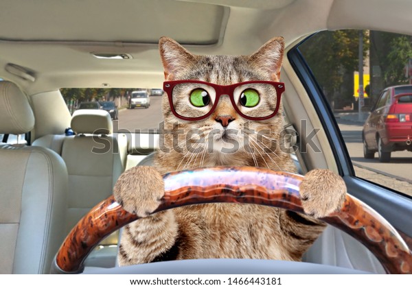 Portrait\
of a cross-eyed cat with glasses driving a\
car