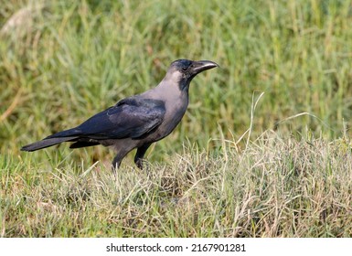 Portrait of a crow bird.House crow is a common member of the crow  family originally from Asia.