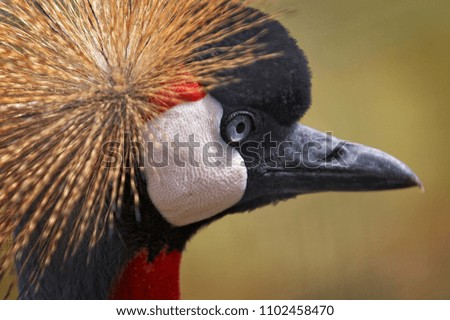 Image, Stock Photo suspicion Bird Zoo