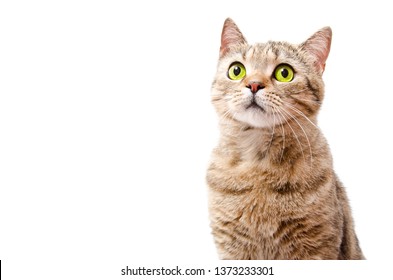 Portrait Of A Curious Cat Scottish Straight  Isolated On White Background