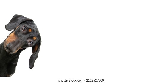 Portrait curious dachshund dog puppy with big ears. Isolated on white background - Shutterstock ID 2132527509