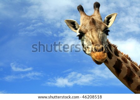 Portrait of a curious giraffe (Giraffa camelopardalis) over blue sky with white clouds in wildlife sanctuary near Toronto, Canada