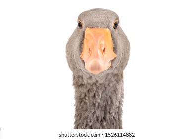 Portrait of a curious goose, closeup, isolated on white background