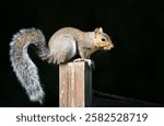 Portrait of a curious grey squirrel standing on a garden fence post, UK.