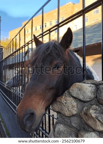 Similar – Image, Stock Photo Cute and curious horse
