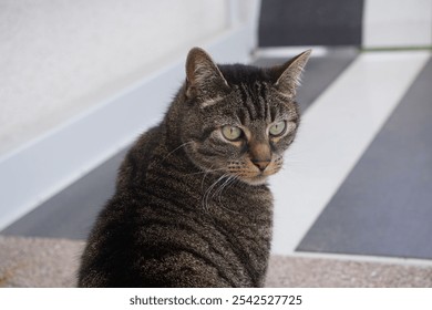 A portrait of a curious tabby cat resting indoors - Powered by Shutterstock