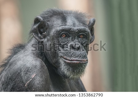 Portrait of curious wondered adult Chimpanzee, closeup, details