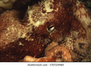 Portrait Of Curled Or Lesser Octopus On Reef Wall