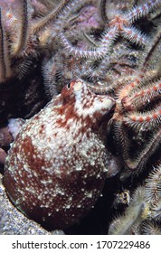 Portrait Of Curled Or Lesser Octopus On Reef Wall