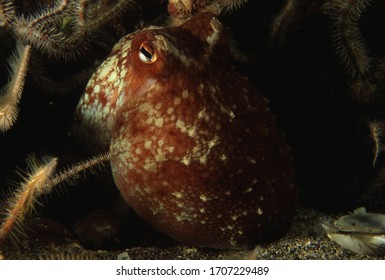 Portrait Of Curled Or Lesser Octopus On Reef Wall