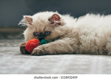 Blue British Shorthair Cat Images Stock Photos Vectors