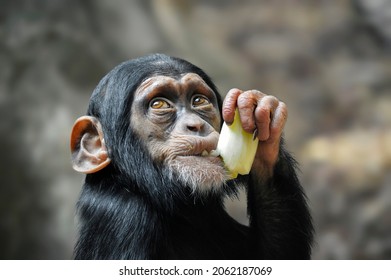 Portrait Of Cute Baby Chimpanzee In Zoo.