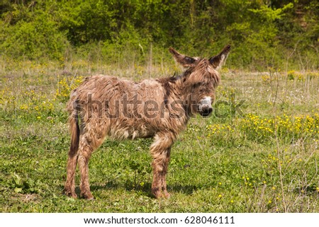 Portrait Cute Baby Donkey Umbria Country Stock Photo Edit Now