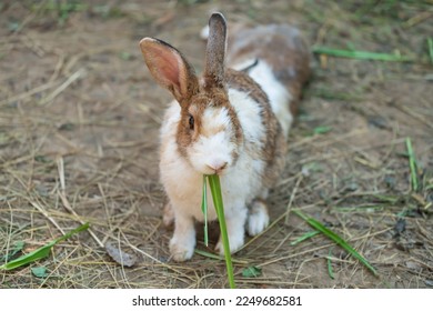 Portrait of cute baby rabbit eat green grass on dirt. - Shutterstock ID 2249682581