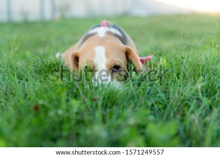 Similar – Dog in the grass, looking for something?