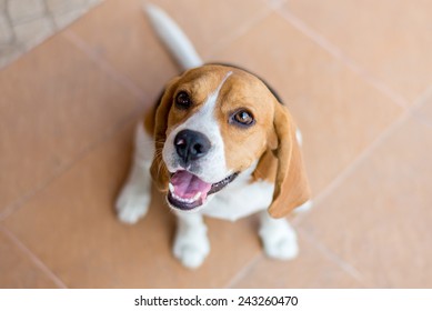  Portrait Cute Beagle Puppy Dog Looking Up