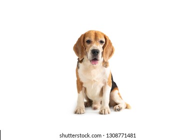 portrait of cute beagle sitting on the floor isolated on white background - Shutterstock ID 1308771481