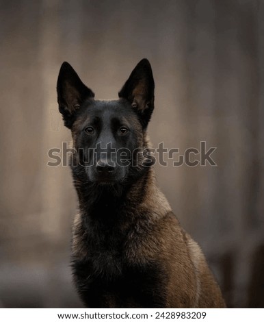 Portrait of a cute Belgian Shepherd dog in the forest.