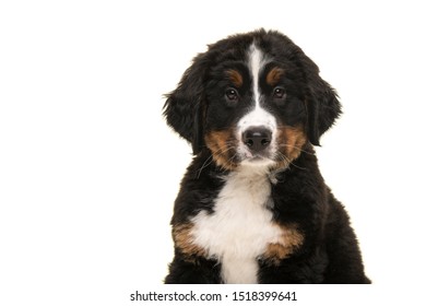 Royalty Free Bernese Mountain Dog Stock Images Photos Vectors