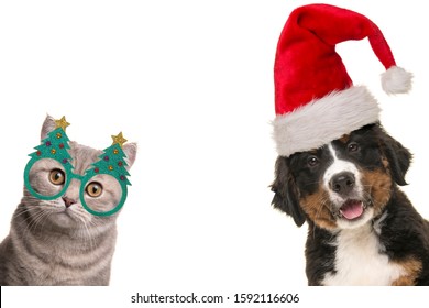 Portrait Of A Cute Bernese Mountain Dog Puppy And A British Shorthair Cat Wearing Christmas Decoration On A White Background