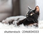 Portrait of a cute black cat on the carpet