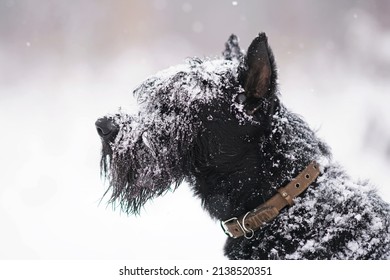 The portrait of a cute black Giant Schnauzer dog with cropped ears wearing a collar and posing outdoors in winter while snowing