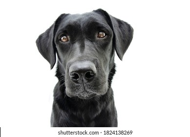 Portrait Cute Black Labrador Retriever With Serious Expression. Isolated On White Background.