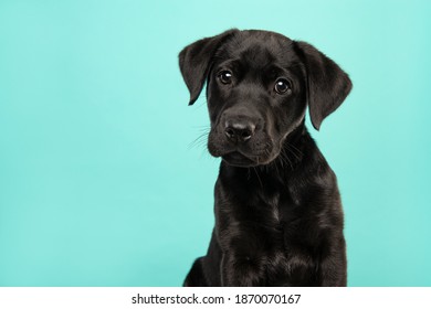 Retrato un adorable cachorro