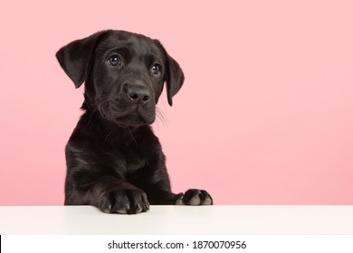 Portrait of a cute black labrador retriever puppy looking away on a pink background with space for copy