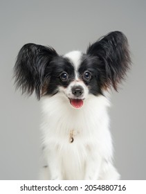 Portrait of cute black white papillon dog isolated on grey