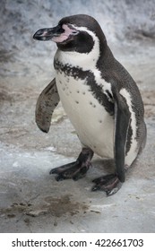 Portrait of a cute black and white penguin