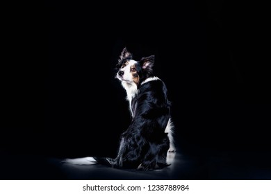 Portrait Cute Border Collie Dog Turn Around. Black Background Studio