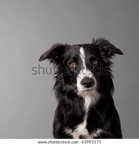 portrait of a cute bordercollie looking into the camera head and shoulder on grey background