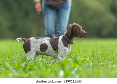 Portrait of a cute braque francais puppy dog on a meadow in summer outdoors