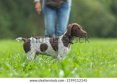 Portrait of a cute braque francais puppy dog on a meadow in summer outdoors