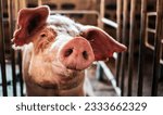 Portrait of cute breeder pig with dirty snout, Close-up of Pig