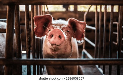 Portrait of cute breeder pig with dirty snout, Close-up of Pig's snout.Big pig on a farm in a pigsty, young big domestic pig at animal farm indoors